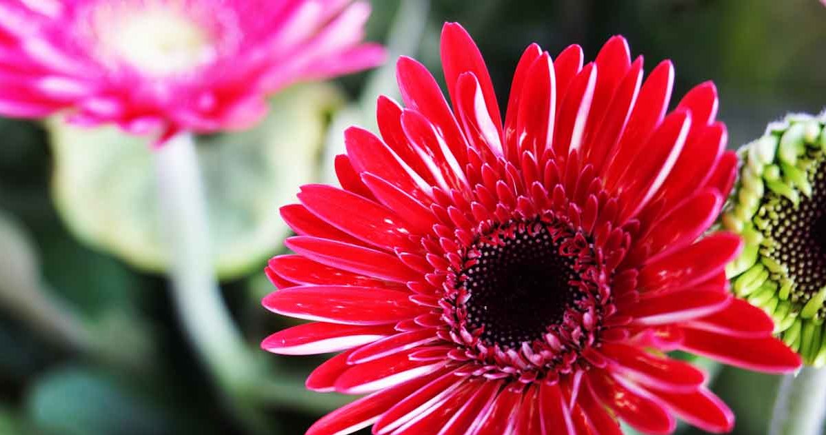 Gerbera impresses with his large and colorful flowers