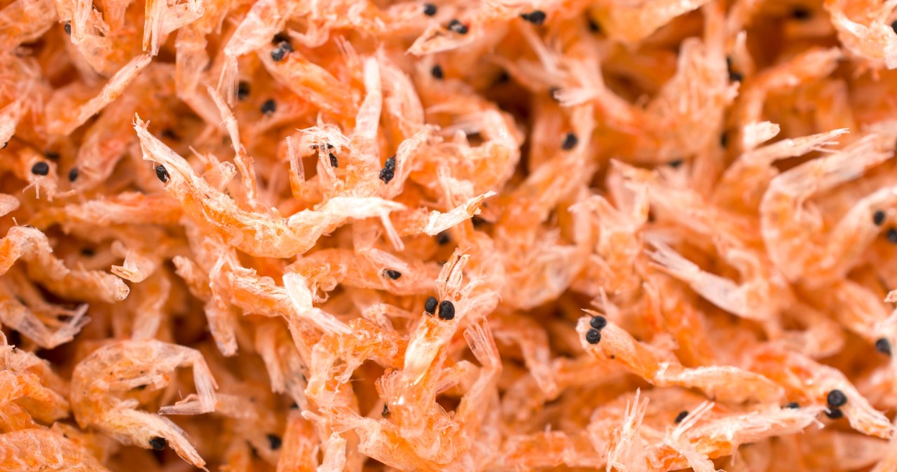 Krill is one of the best sources of protein, but Poles forget about it /123RF/PICSEL