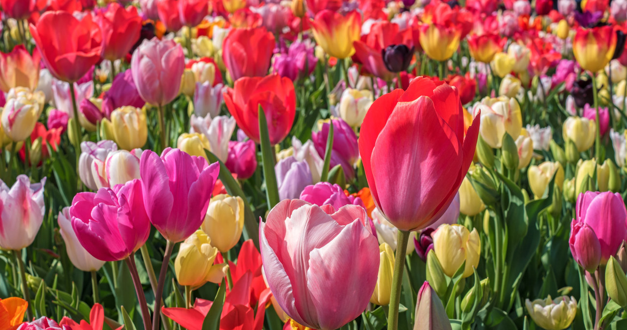 Tulips bloom in March or April for several days. /123RF/PICSEL