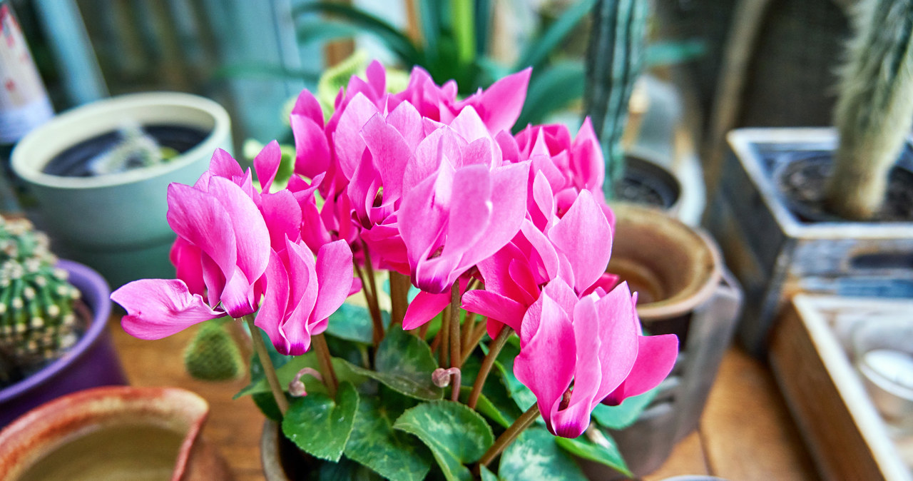 After fertilizing cyclamen from kitchen scraps, the plant will bloom profusely. /123RF/PICSEL