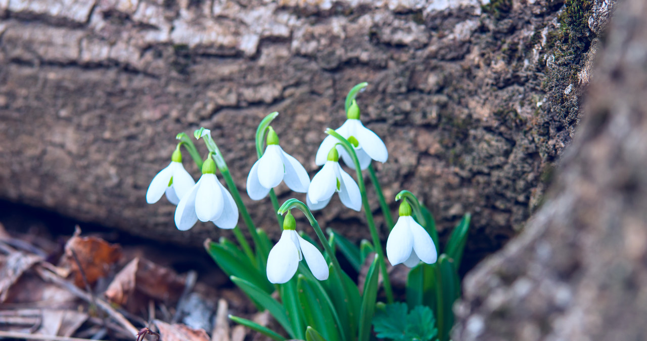 Natural snowdrops should not be overwhelmed so as not to harm their bulbs