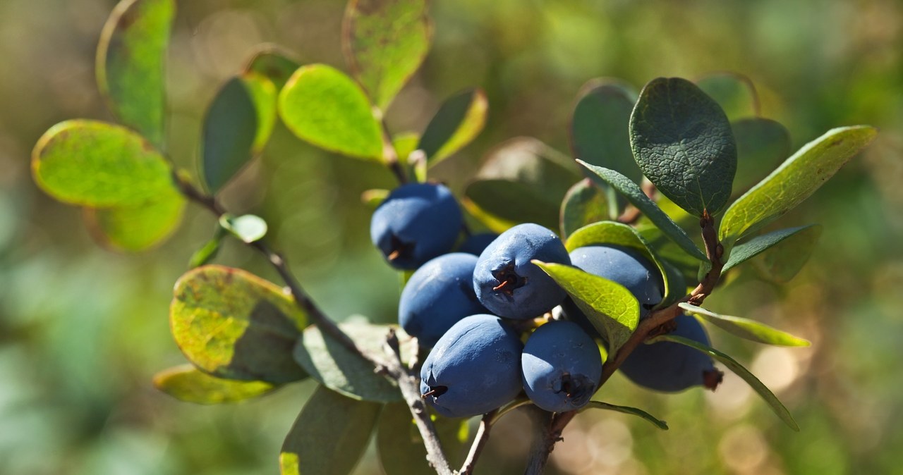 Thanks to winter pruning, the blueberry will be full of fruit /123RF/PICSEL