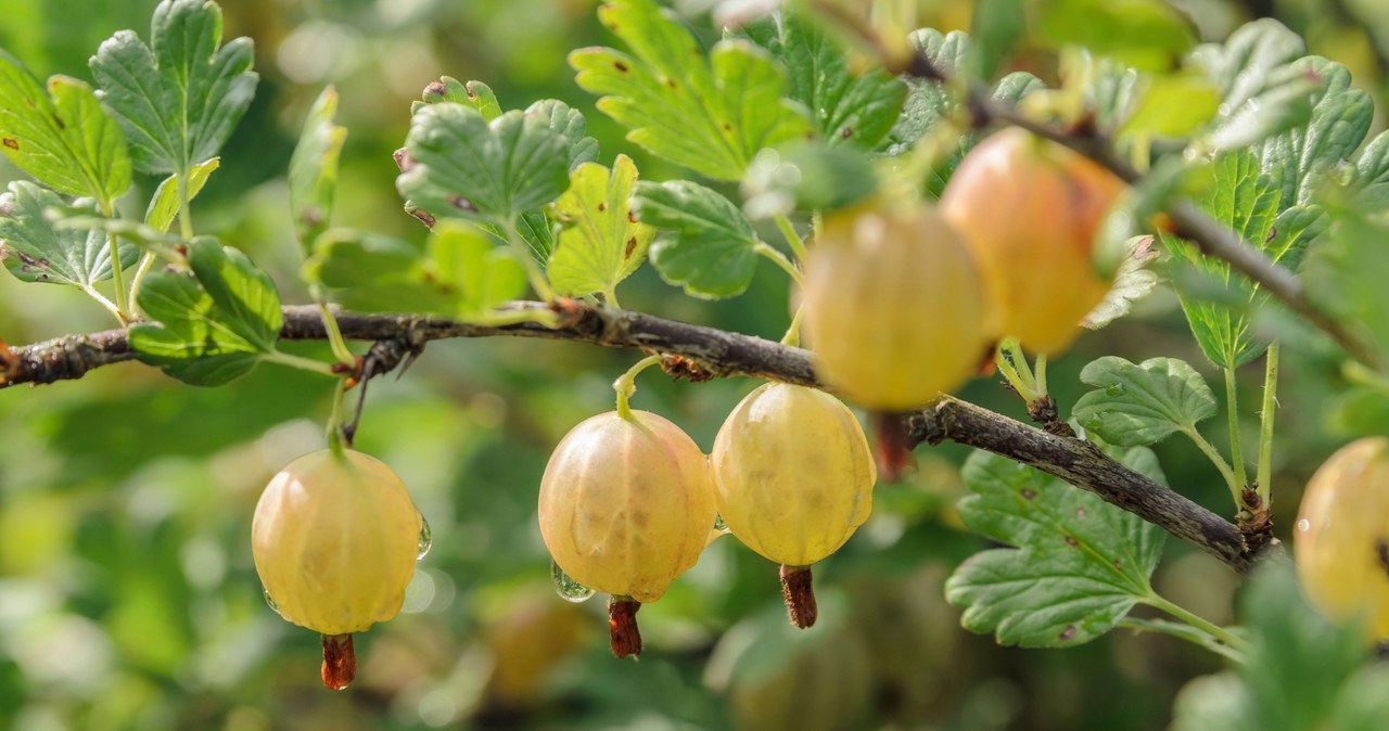 Shrubs such as gooseberry, hazel and raspberry, it is worth cutting in winter.