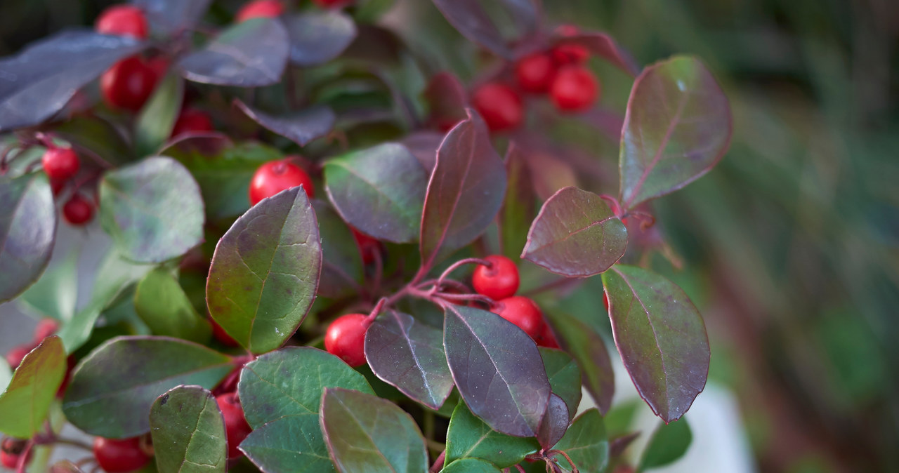 Golteria is a frost-resistant plant, which makes it a perfect decoration for a winter balcony or terrace.