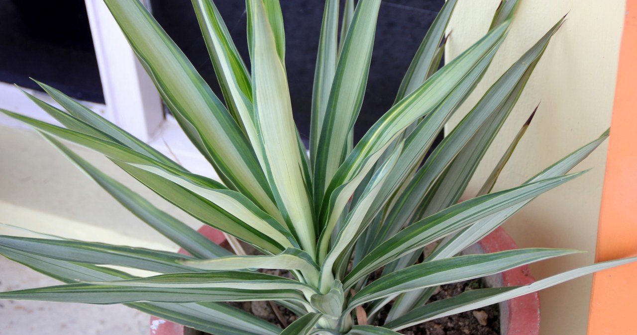 Yucca should be placed in a sunny place and watered moderately but regularly