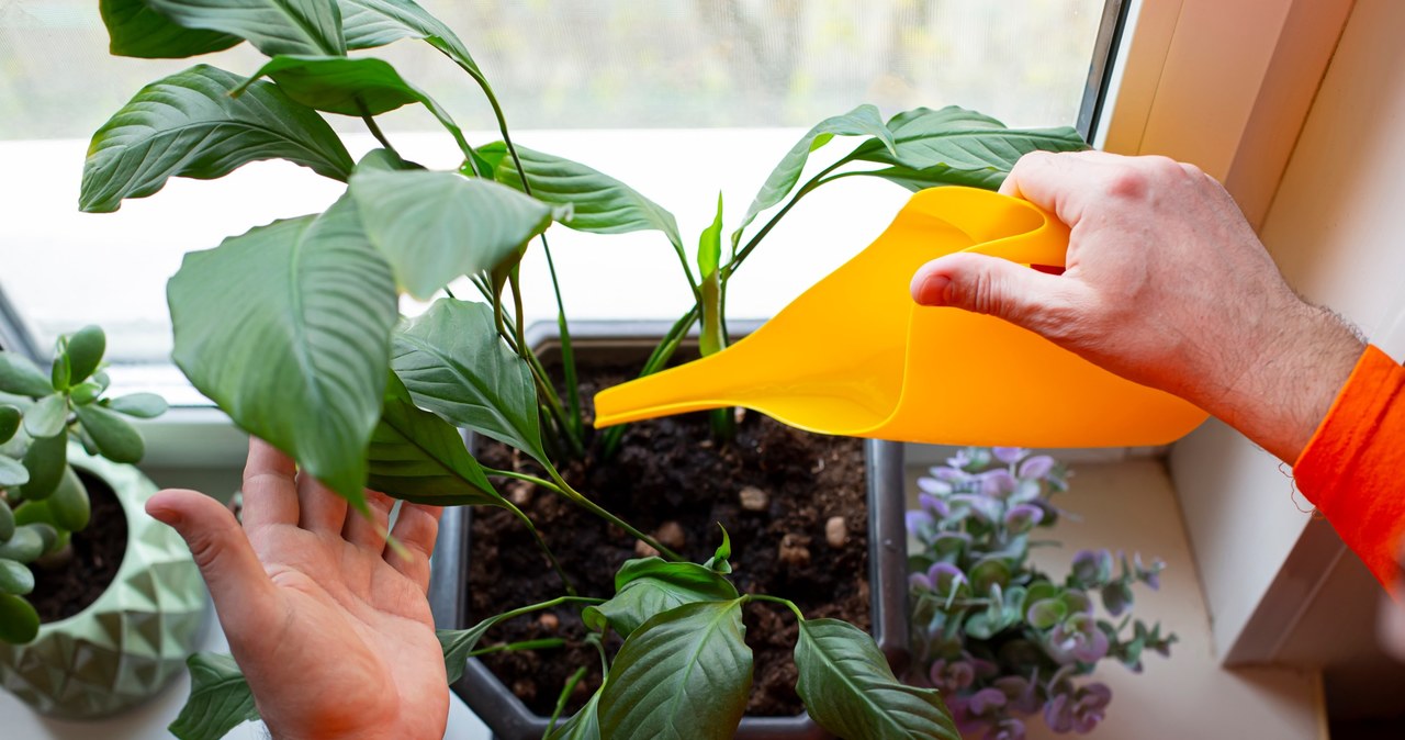 It is worth feeding the Spathiphyllum with a home-made sugar conditioner /123RF/PICSEL