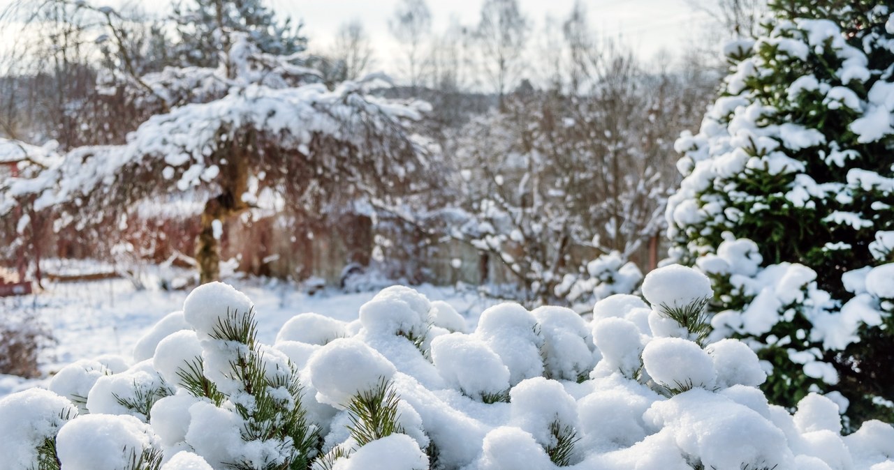 Snow in the garden can be very useful /123RF/PICSEL