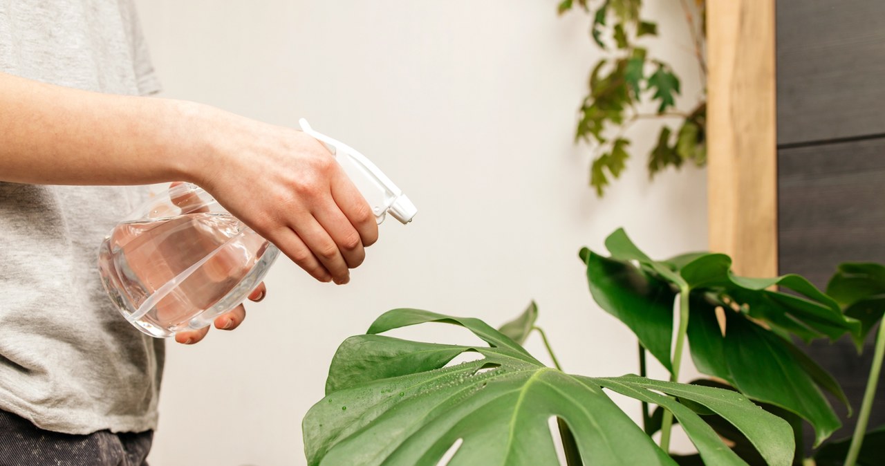 Wetting the Monstera leaves helps provide the plant with adequate humidity and protects it from drying out. /123RF/PICSEL