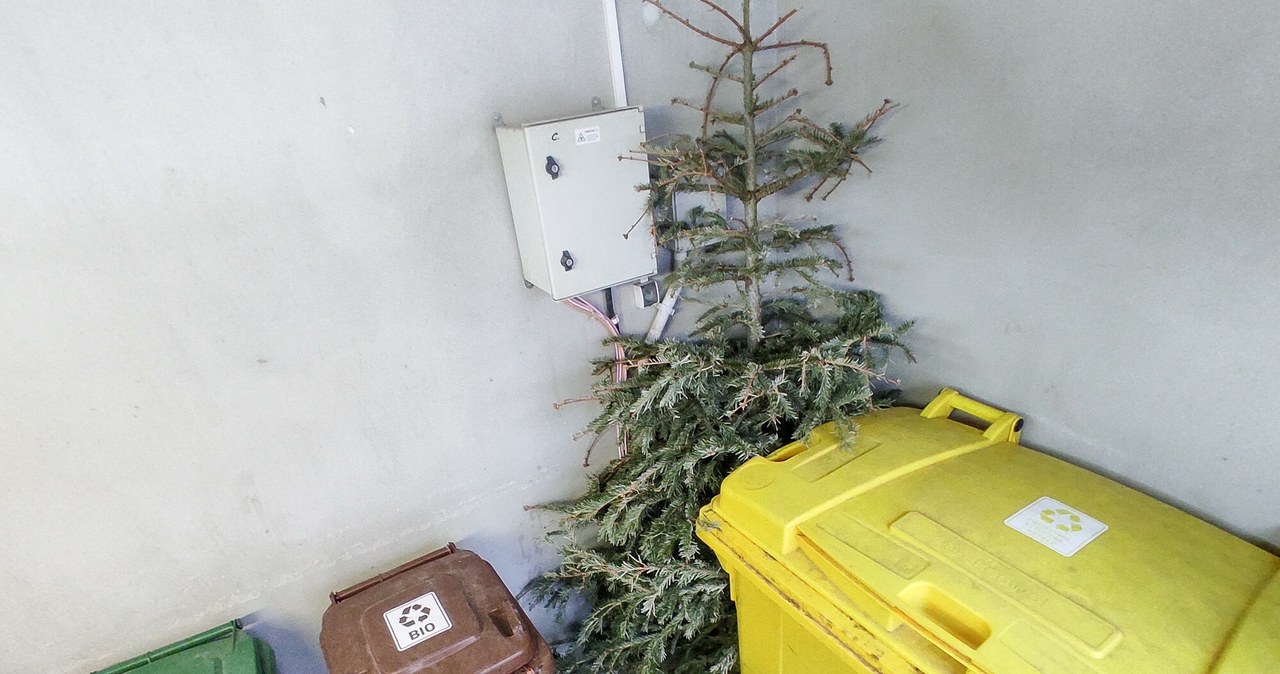 A live Christmas tree can be cut up and thrown into a bio-waste container. /PIOTR KAMIONKA/REPORTER/PIOTR KAMIONKA/REPORTER /East News