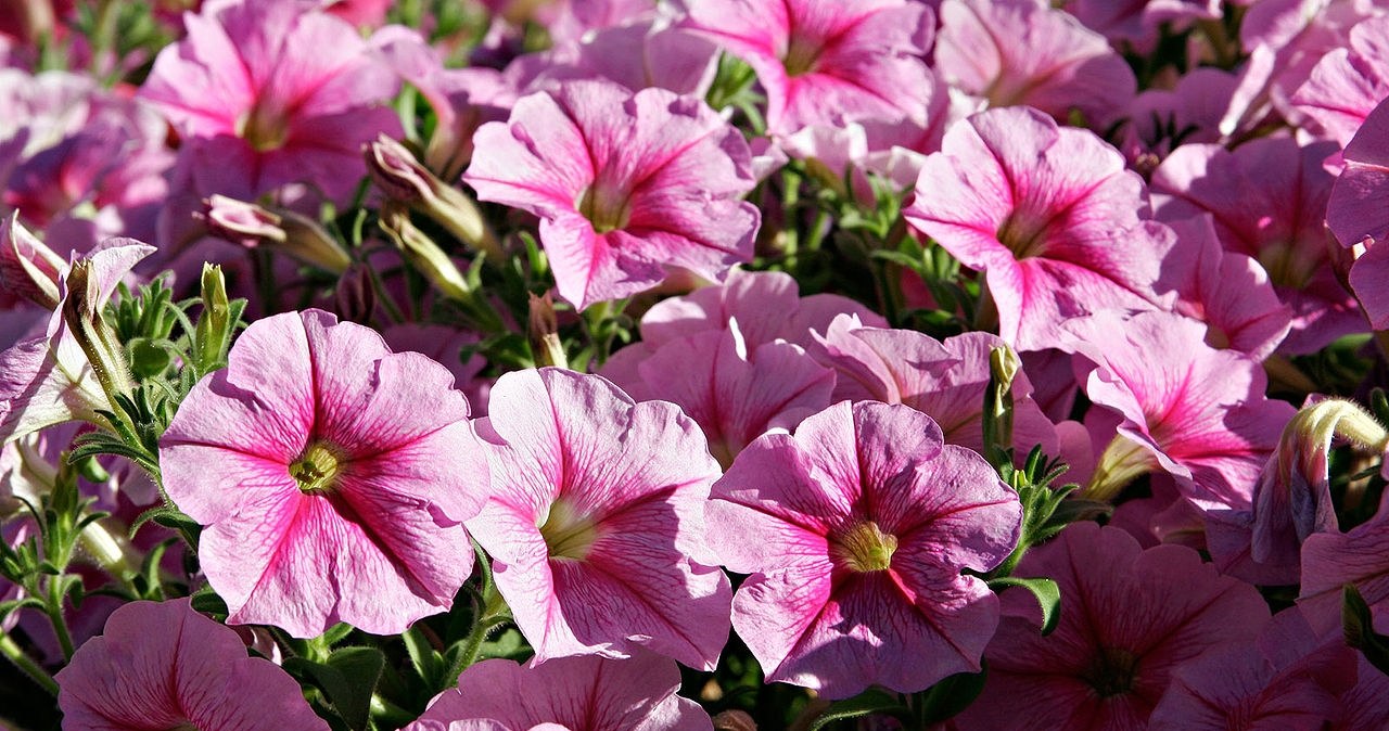 It is worth sowing garden petunia in January. /Wikimedia