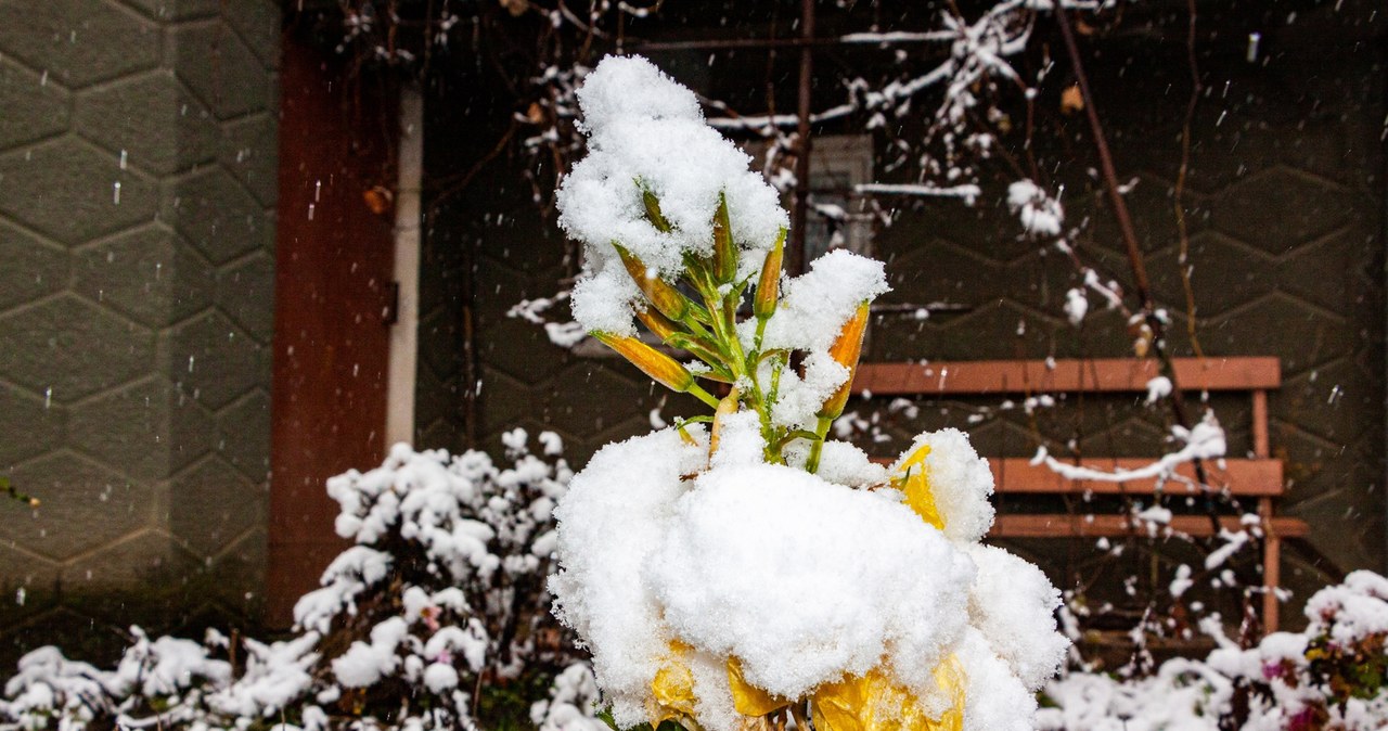 When shaking snow off plants, we should do it gently and carefully /Pixel