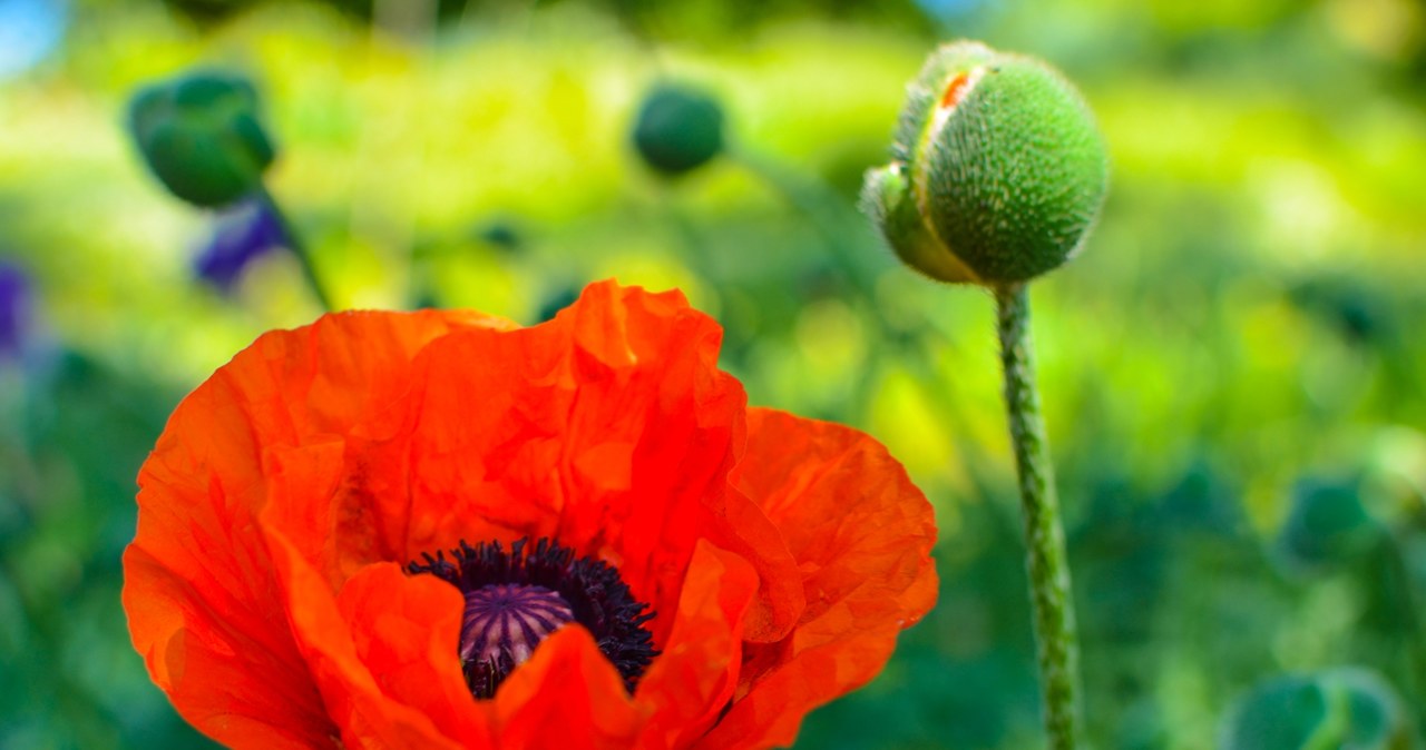 Field poppies are flowers that can be sown in January. /123RF/Picsel, 123RF/Picsel