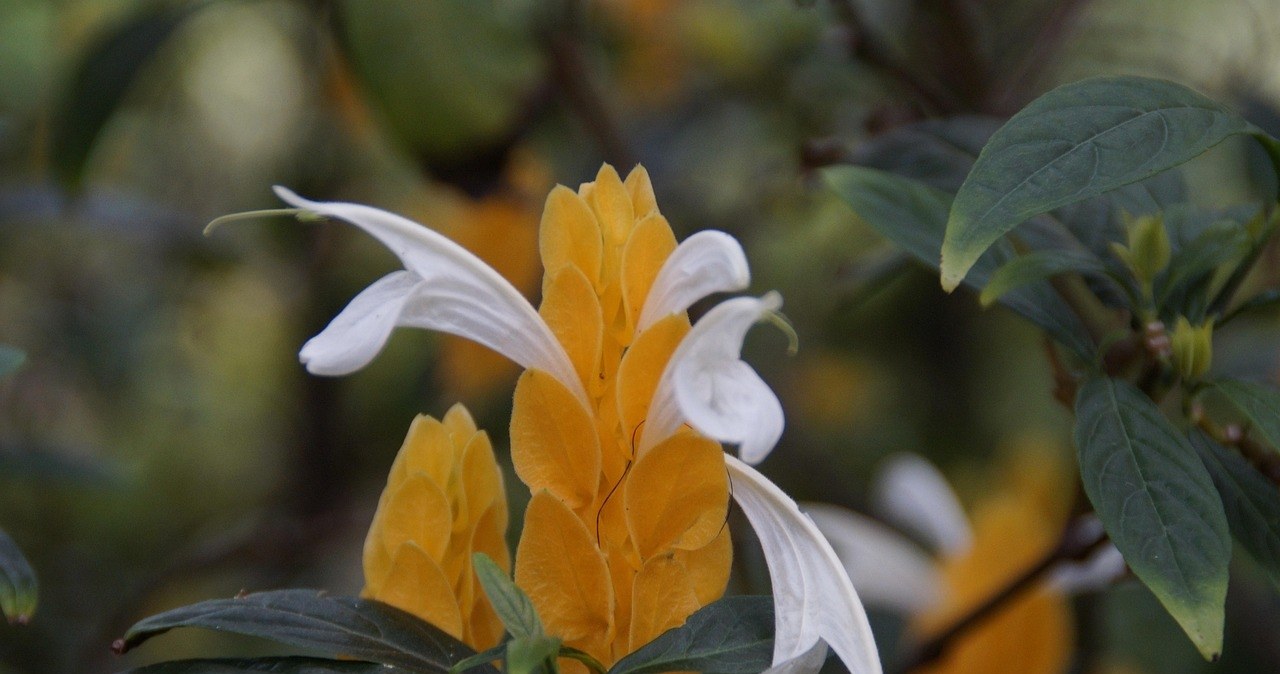 The inflorescences of Pachystachys lutea resemble a candle flame. /Pixabay.com