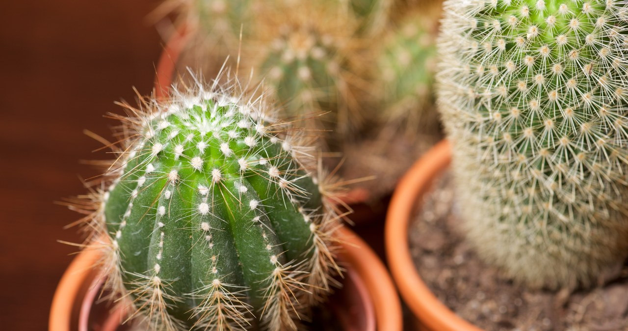 Is the cactus rotting from the bottom? You will save him if you act at the right moment