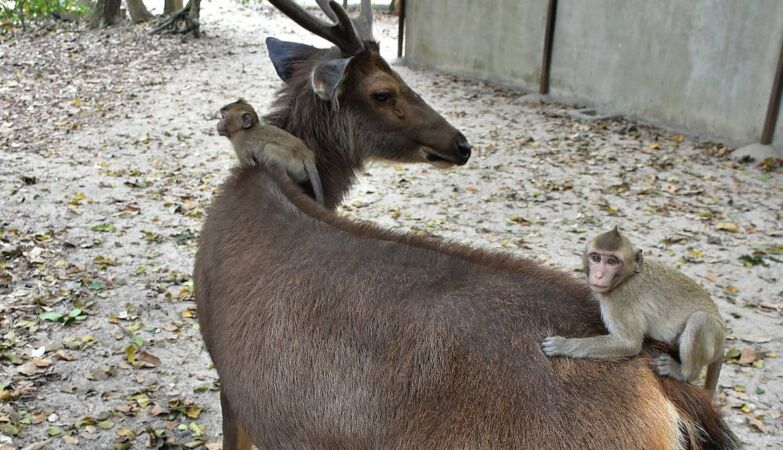 Sexually frustrated monkeys expand horizons: they fell in love with deer