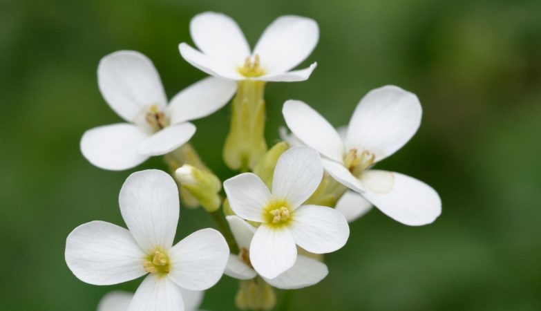 Bacteria do a trick that can keep plants healthy