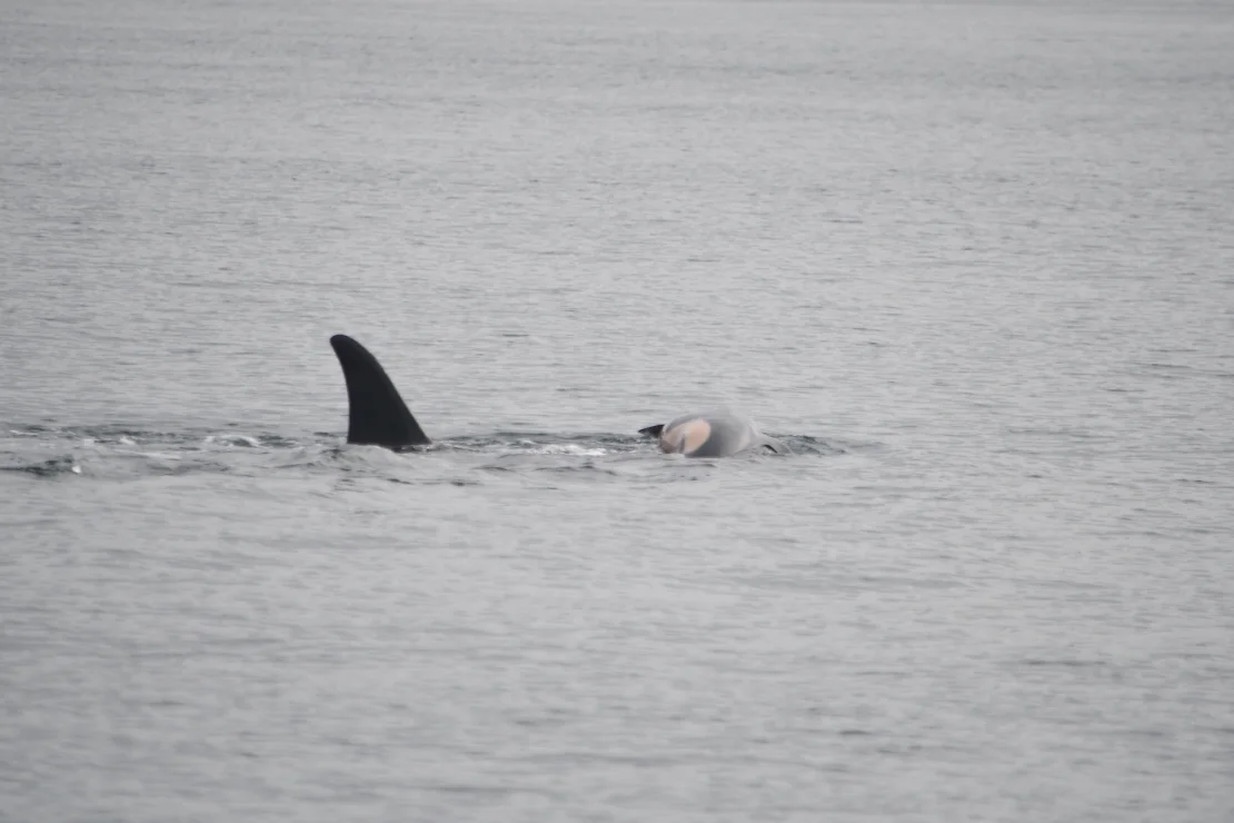 Orca carries dead calf for the second time. Scientists are worried