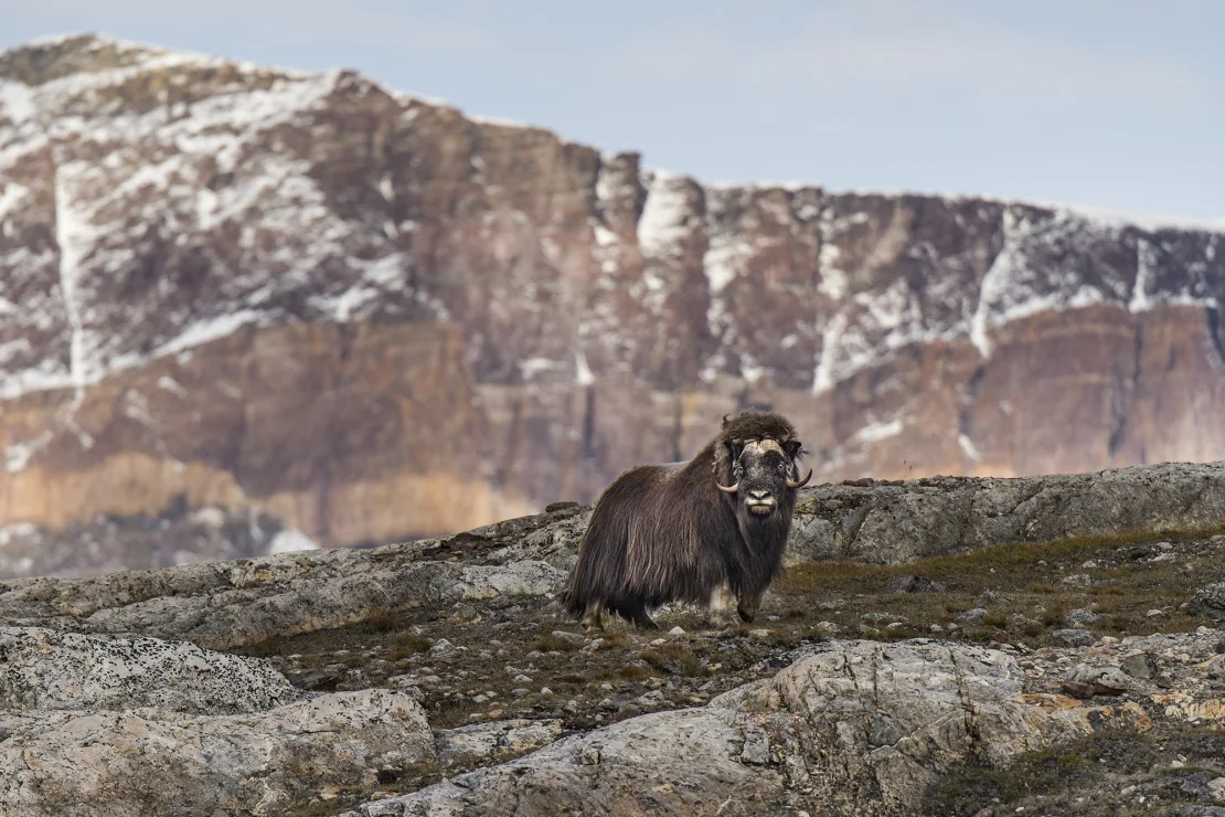 Everyone talks about Greenland. What is it like to visit the country?