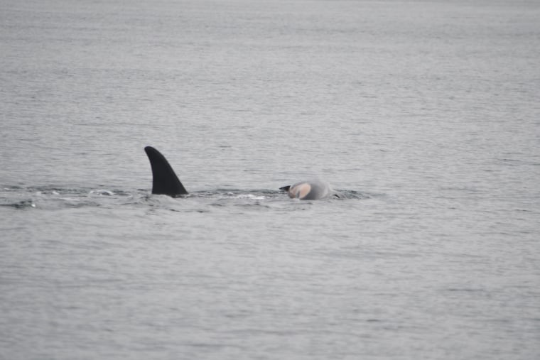 An orca mother, called Tahlequah, pushes its dead calf.