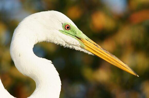 Six species that visit Portugal only in winter