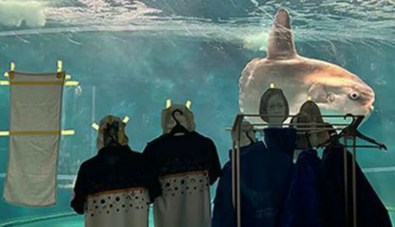 Sunfish in an aquarium were so lonely that they got sick. It was curated with pictures of humans