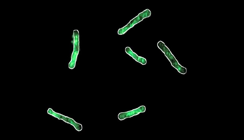 Scientists say they have found the Achilles heel of super-resistant bacteria