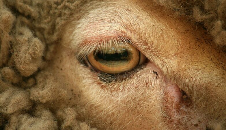 Why do sheep have rectangular pupils?