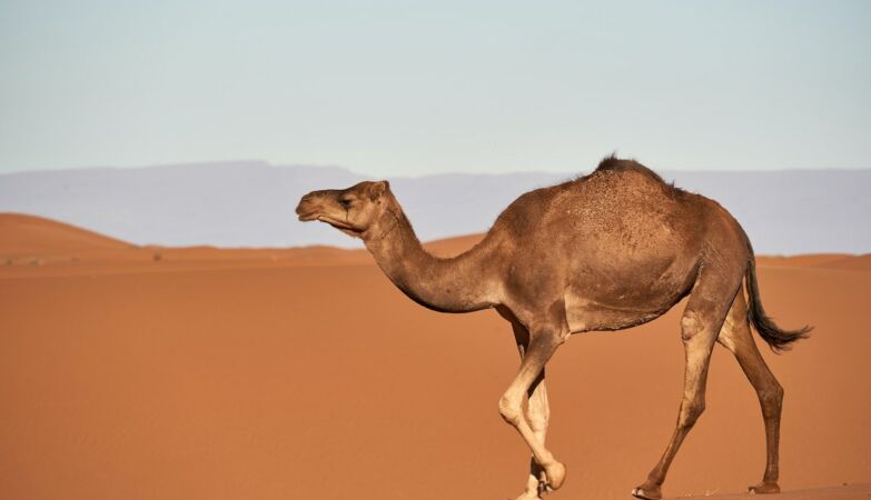 A good alternative to traditional dairy products? Camel milk