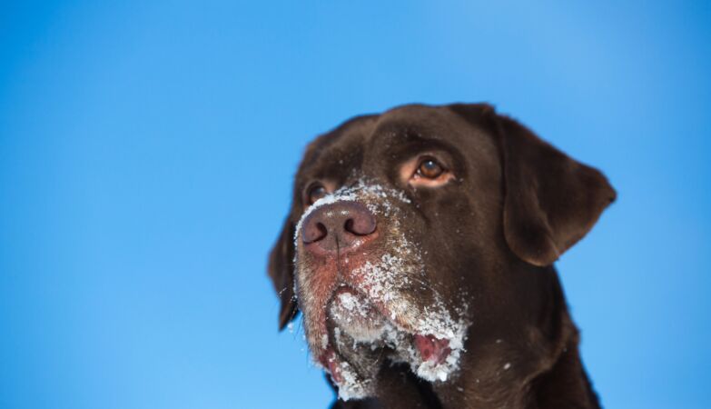 Cocaine use by pets is increasing