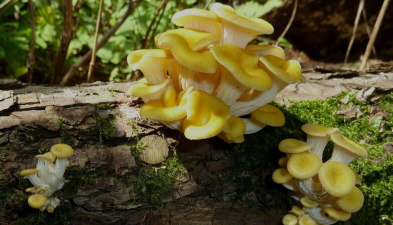 Golden oyster mushrooms are an asset against aging