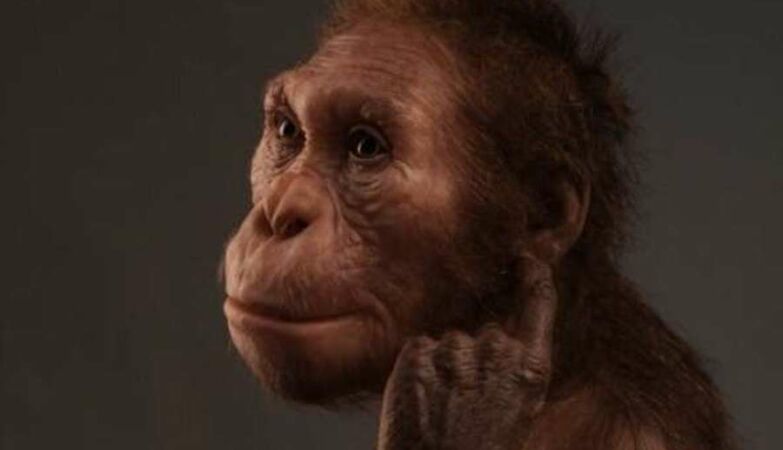 3 million years ago, the ancestors of humans were vegetarian