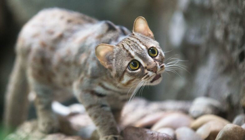 Smallest feline ever found in China. Lived 300 thousand years ago