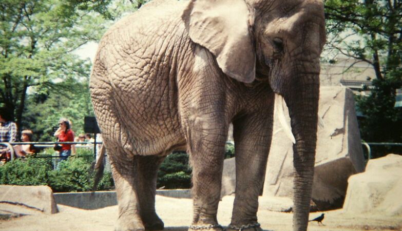 Elephants are not people, US court declares