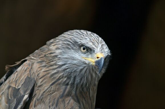 Six species that visit Portugal only in winter