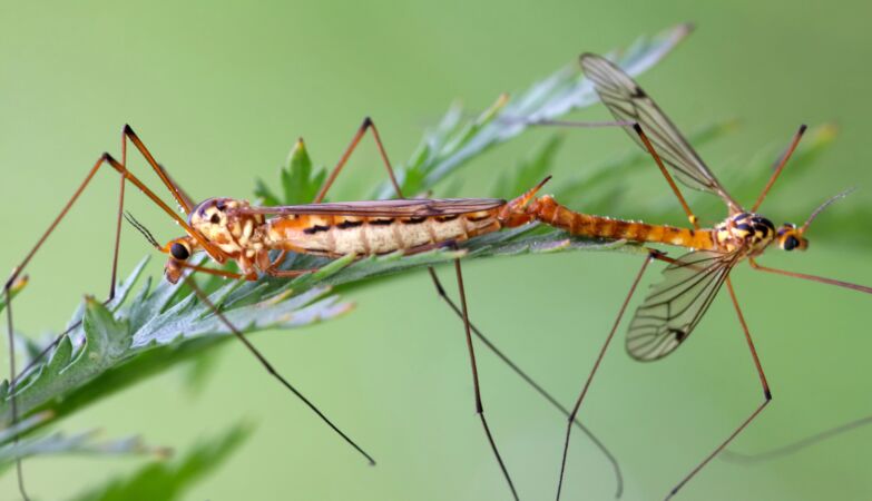 “Toxic male technique” uses poisonous semen to rid us of insects that carry diseases