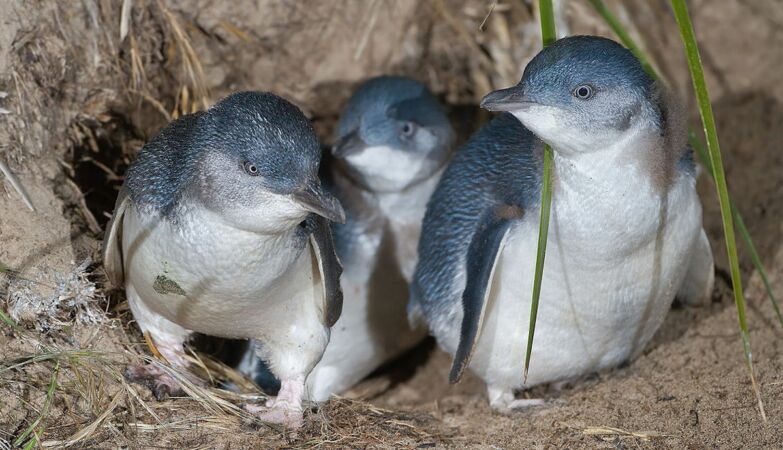 For the trickster penguin there are only two things better than marriage: divorce and adultery