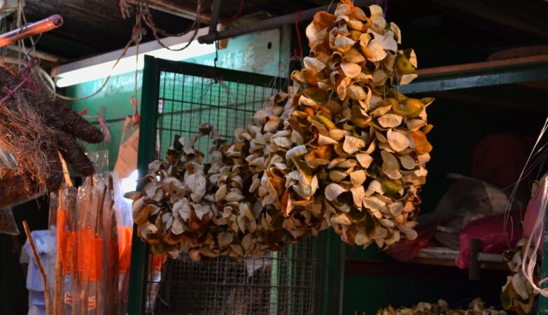 Xinhui, the Chinese suburb where gold grows (literally) on trees