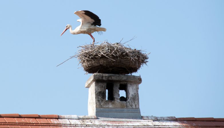 Lidl “evicted” a stork from the house where he lived for 30 years in São João da Madeira