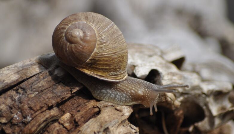 Snails and slugs have thousands of teeth. They are a deadly weapon