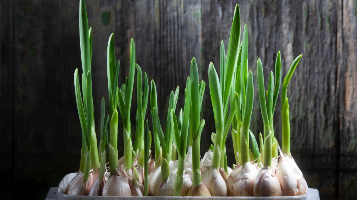 Perennial garlic grown in water