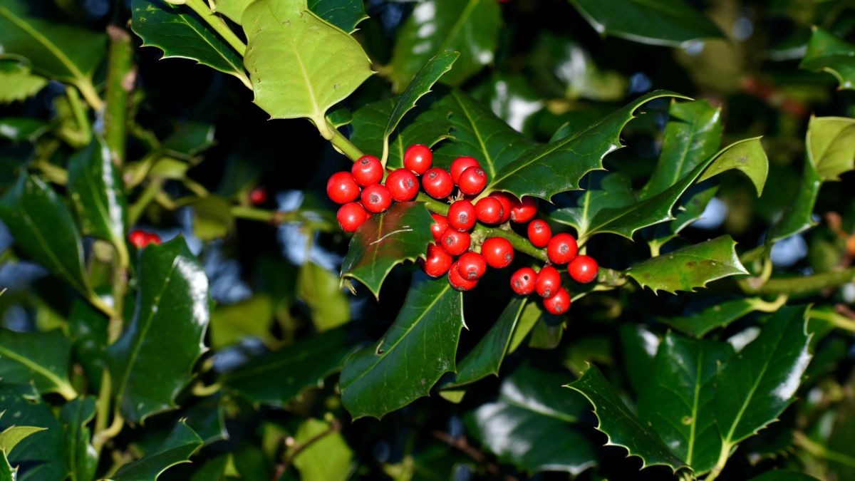 Dangerous plants for children and animals