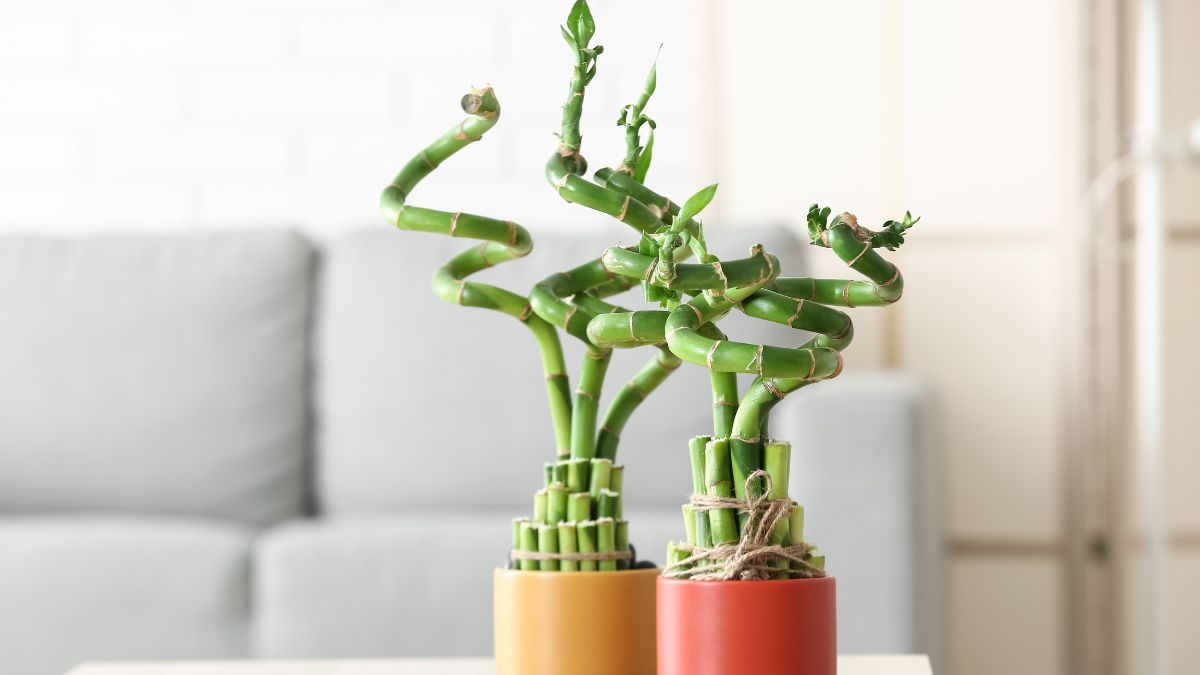 Plants to beautify your desk