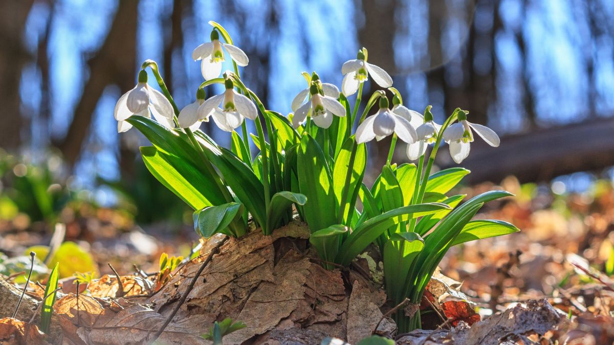 5 Surprising Plants That Bloom in Winter, Even When There's Snow