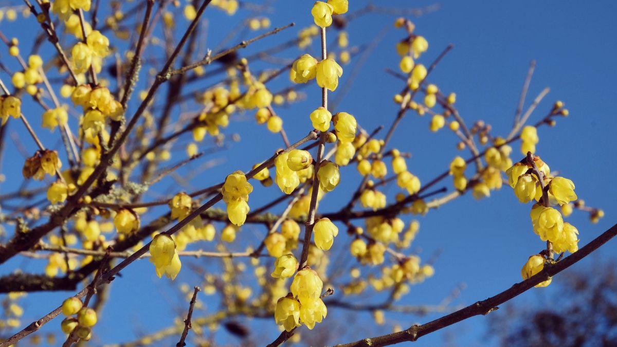 5 plants that bloom in winter