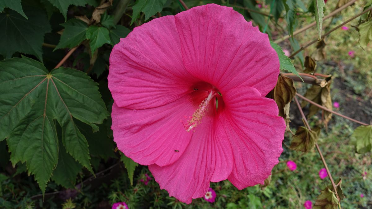 Hibiscus with XXL flowers