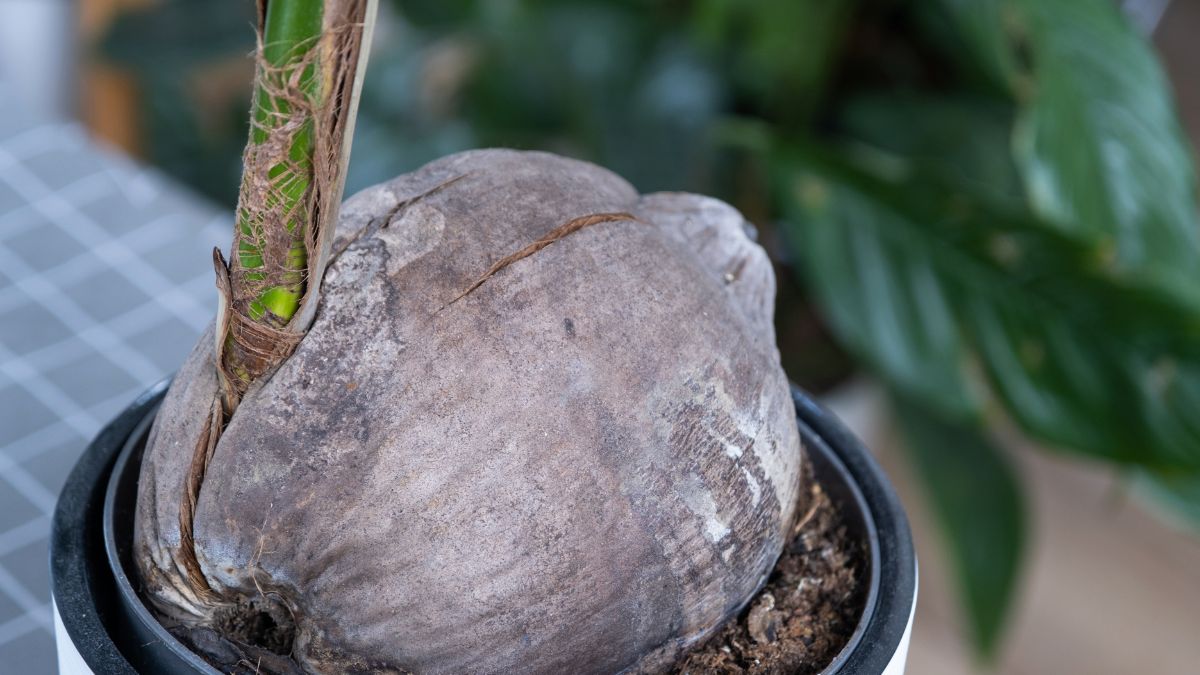 How to sprout a coconut