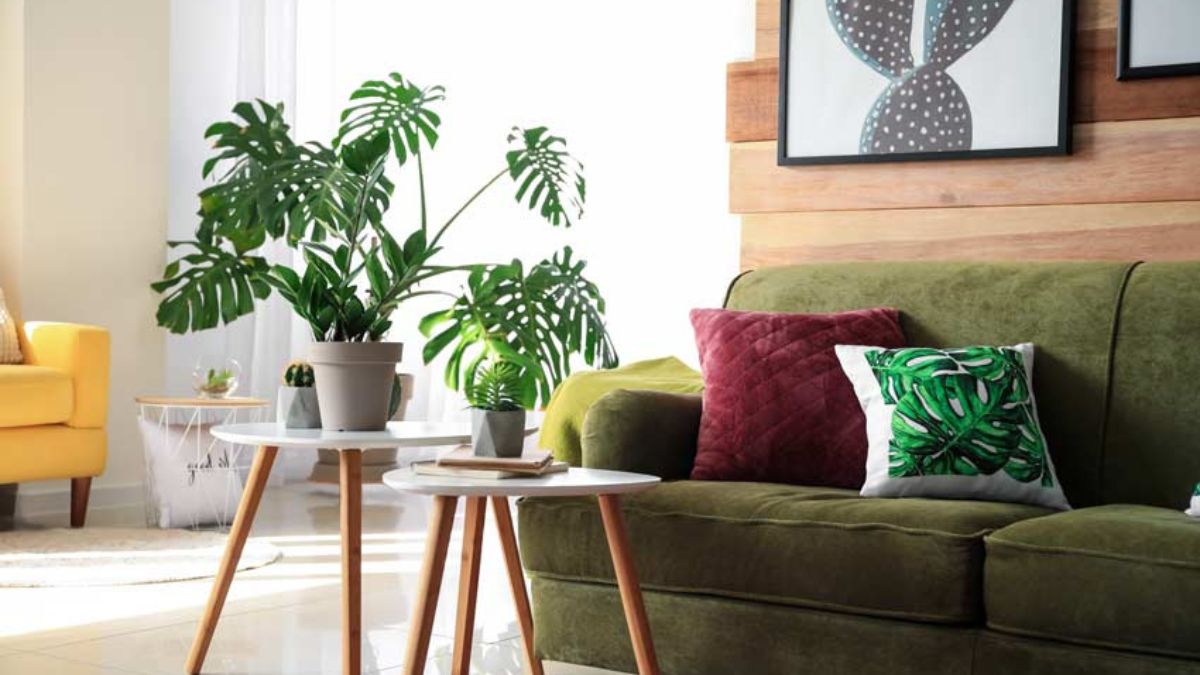 Ideas for placing plants in the living room