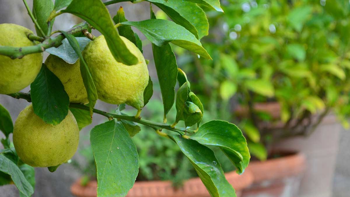 Lemon in potting pot