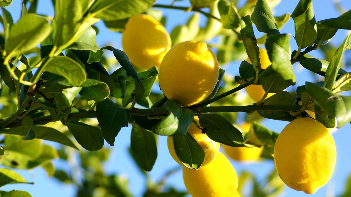 Uses of lemon leaves