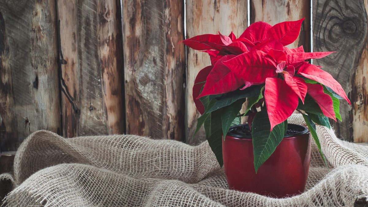 What to do if you water the poinsettia too much